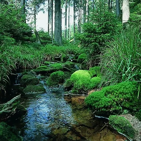 Schwarzwaldhof Hotel